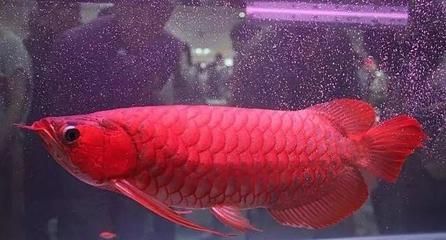 紅龍魚品牌排行榜最新價格（紅龍魚品牌及價格概覽）