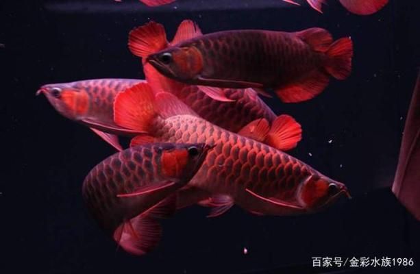 龍魚幾條混養(yǎng)最好：龍魚混養(yǎng)的最佳數(shù)量是多少