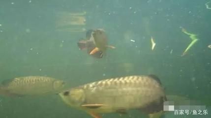 養龍魚和虎魚哪個麻煩（龍魚和虎魚的飼養難度各有特點，具體哪個更麻煩） 養龍魚和虎魚哪個麻煩（龍魚和虎魚的飼養難度各有特點，具體哪個更麻煩） 龍魚百科 第1張