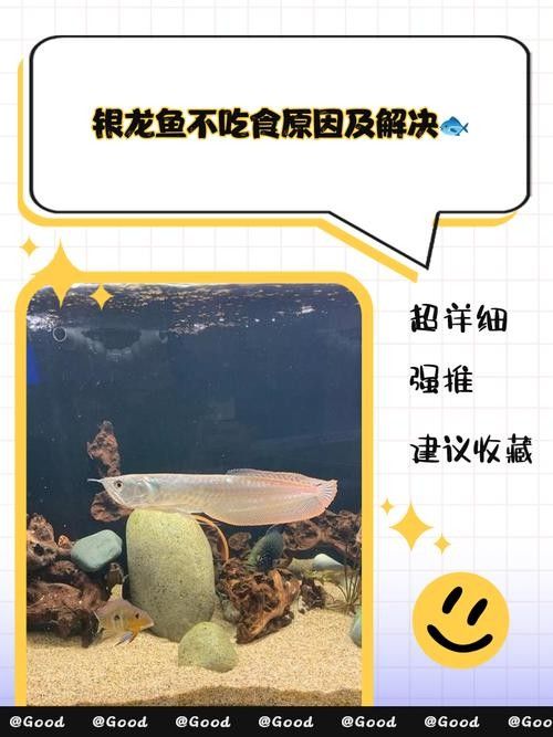 銀龍魚爛鱗怎么治療圖片大全集