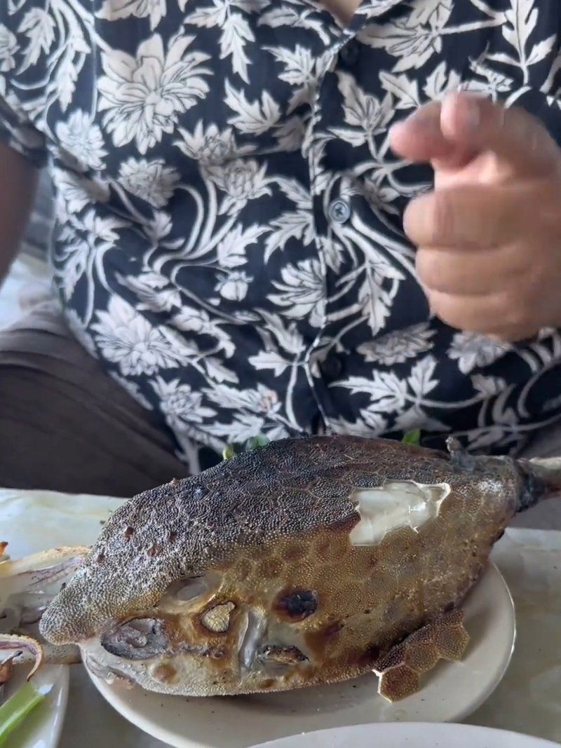 酷似河豚但毒性更大的魚(yú)有哪些