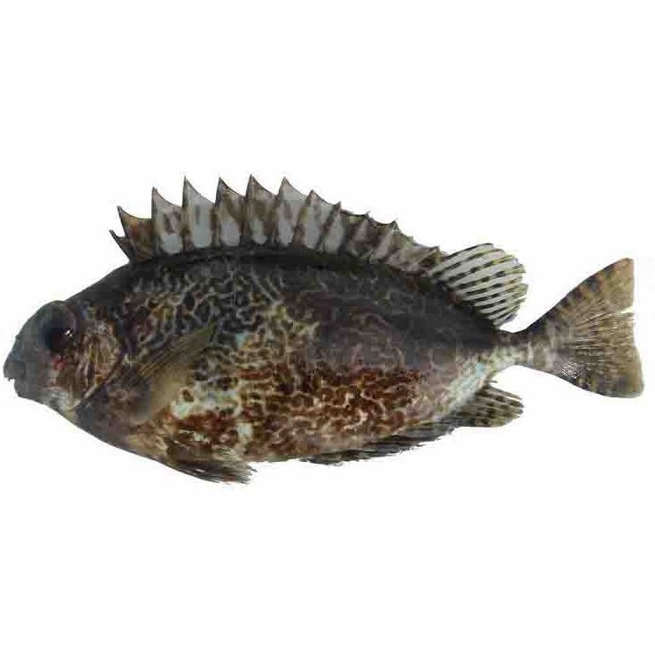 酷似河豚但毒性更大的魚(yú)有哪些