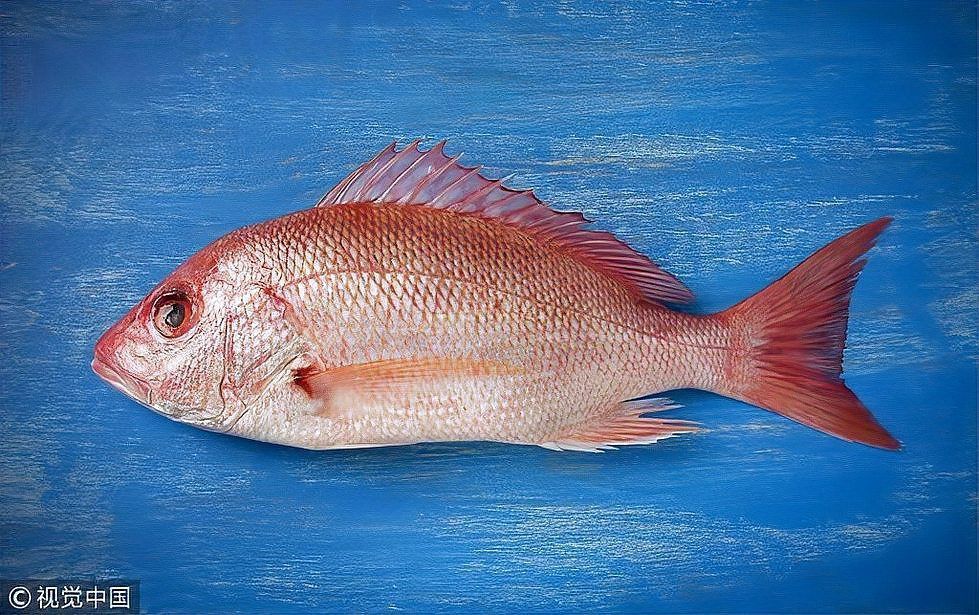 酷似河豚但毒性更大的魚(yú)有哪些