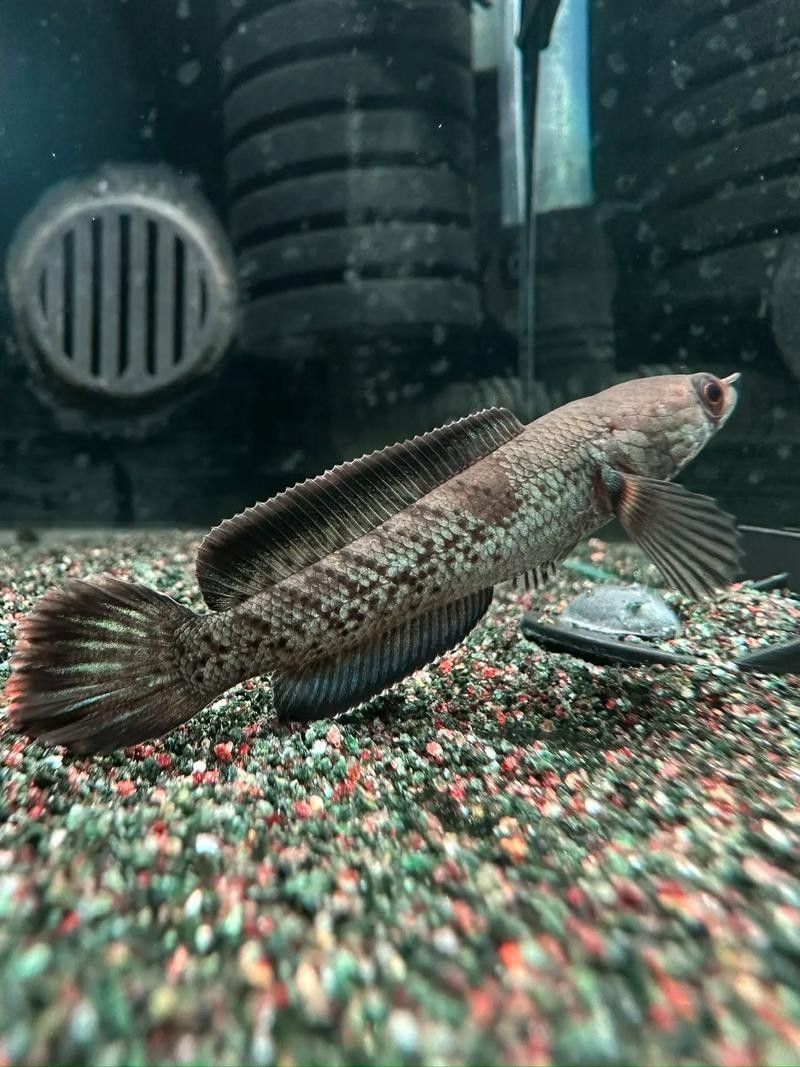 鬼王雷龍魚是大型雷龍嗎圖片