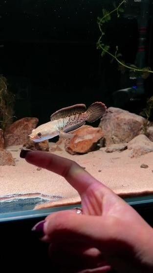 鬼王雷龍魚是大型雷龍嗎圖片