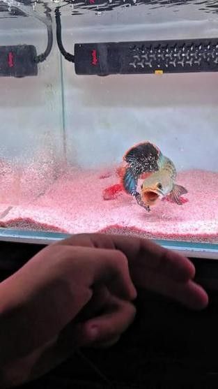 鬼王雷龍魚是大型雷龍嗎圖片