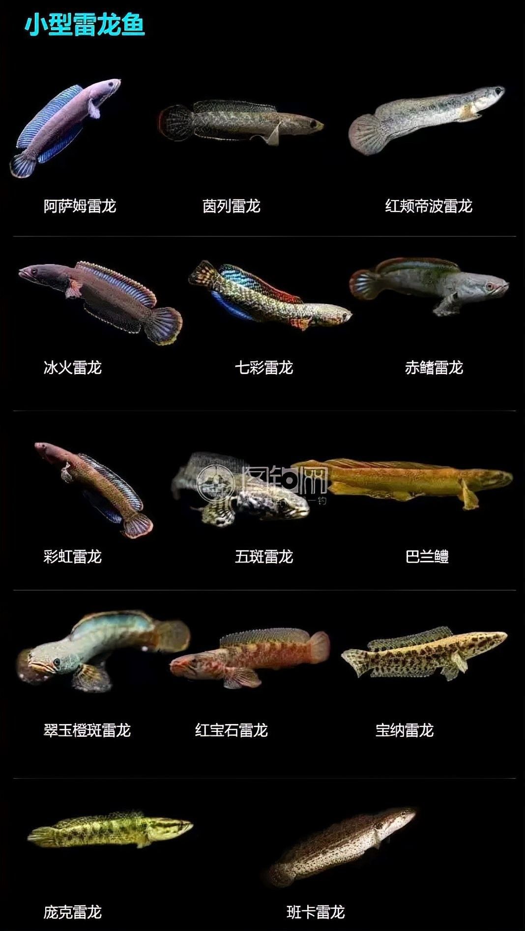鬼王雷龍魚是大型雷龍嗎圖片