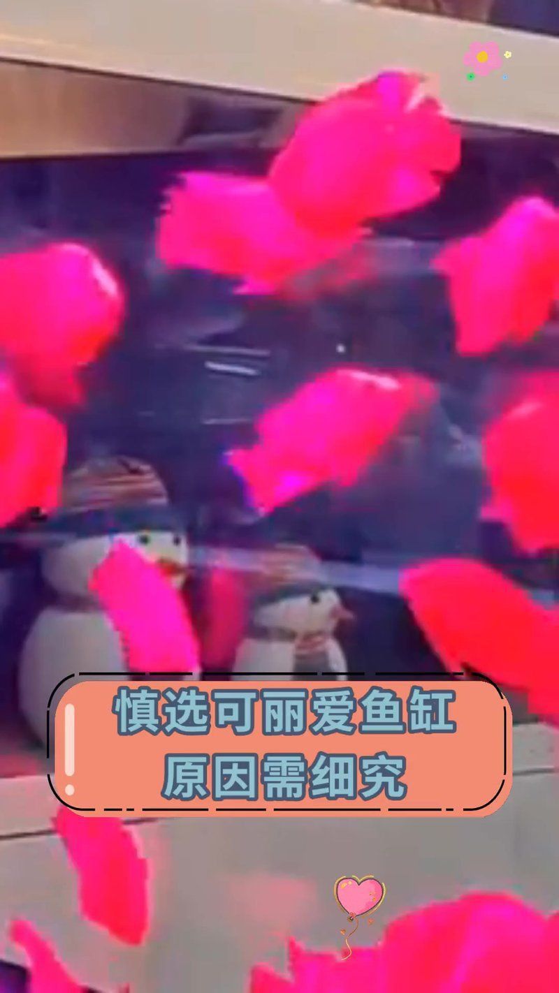 可麗愛魚缸質量怎么樣