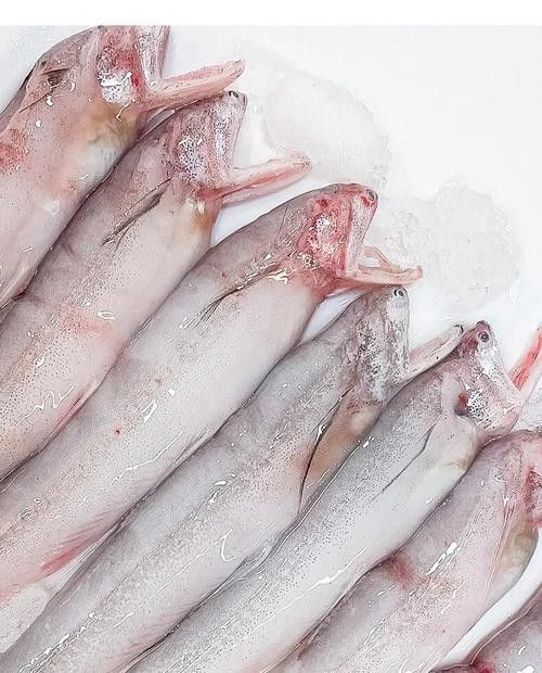 九龍縣騰龍魚 九龍縣騰龍魚 龍魚百科 第1張