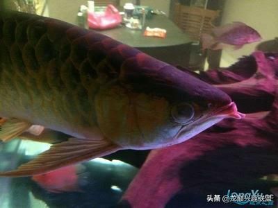 龍魚身上有白色絮狀物：水霉病龍魚身上出現(xiàn)白色絮狀物是怎么回事