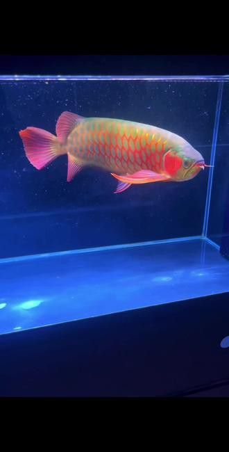 綠皮辣椒紅龍魚怎么樣