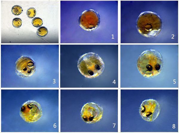 龍魚卵怎么孵化出來的：龍魚卵是怎么孵化出來的