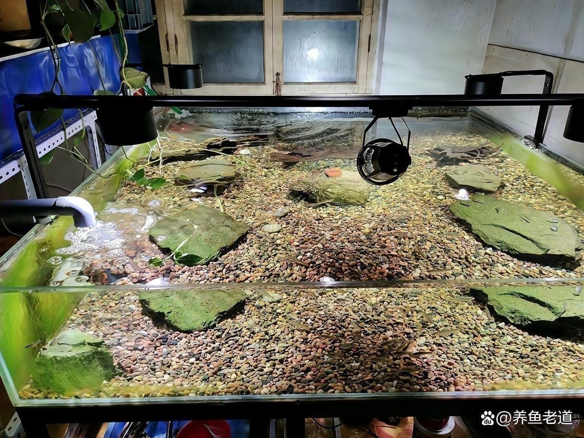 龍魚換缸后如何保持水質？ 龍魚換缸后如何保持水質？ 龍魚百科 第9張