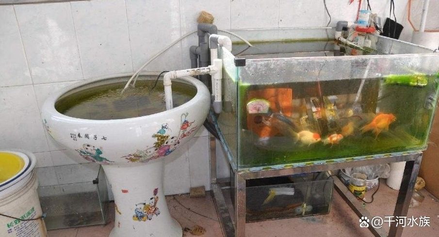 龍魚換缸后如何保持水質？ 龍魚換缸后如何保持水質？ 龍魚百科 第8張