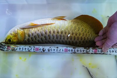 龍魚體長怎么量出來的：龍魚體長怎么量出來的，龍魚體長測量方法是什么 龍魚體長怎么量出來的：龍魚體長怎么量出來的，龍魚體長測量方法是什么 龍魚百科 第1張