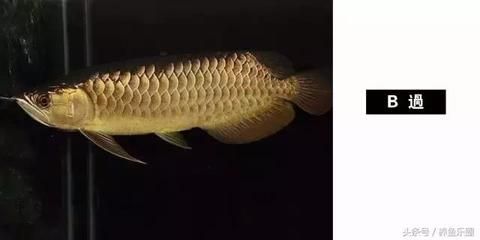 龍魚鑒賞，龍魚游姿訓練技巧：龍魚游姿訓練技巧，龍魚游姿訓練技巧