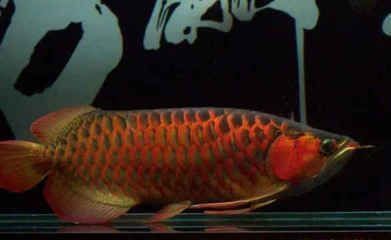 龍魚正常溫度多少合適(龍魚正常溫度的適宜范圍) 龍魚百科 第5張 龍魚正常溫度多少合適(龍魚正常溫度的適宜范圍) 龍魚正常溫度多少合適(龍魚正常溫度的適宜范圍) 龍魚百科 第5張