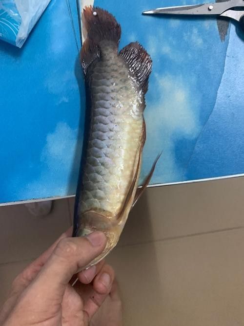 龍魚跳出魚缸會摔死嗎圖片