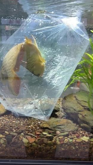 龍魚跳出魚缸會摔死嗎圖片