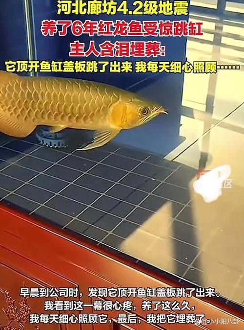 龍魚跳出魚缸會摔死嗎圖片