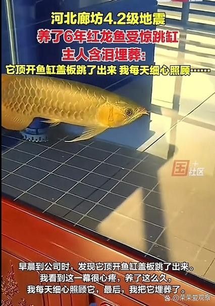 龍魚跳出魚缸會摔死嗎圖片