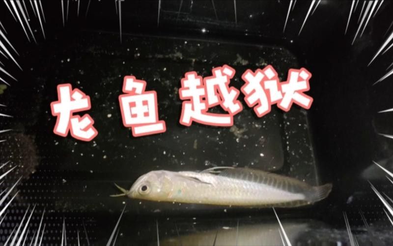 龍魚跳出魚缸會摔死嗎圖片