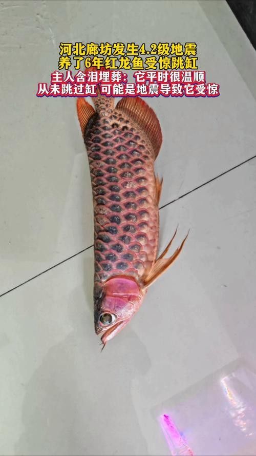 龍魚跳出魚缸會摔死嗎圖片