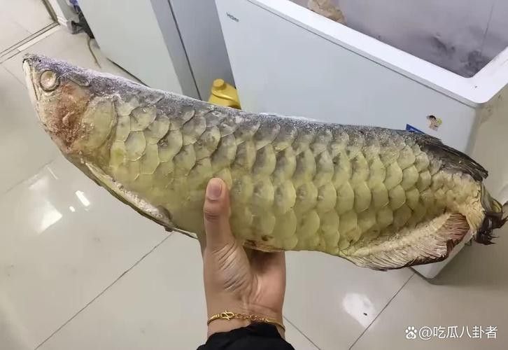 龍魚跳出魚缸會摔死嗎圖片