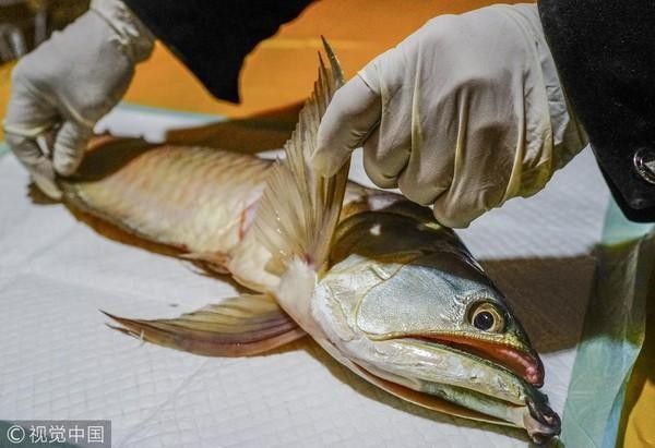 龍魚跳出魚缸會摔死嗎圖片