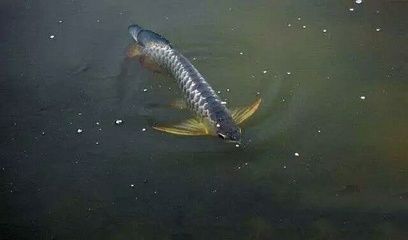 野生龍魚吃什么（野生龍魚的食譜）