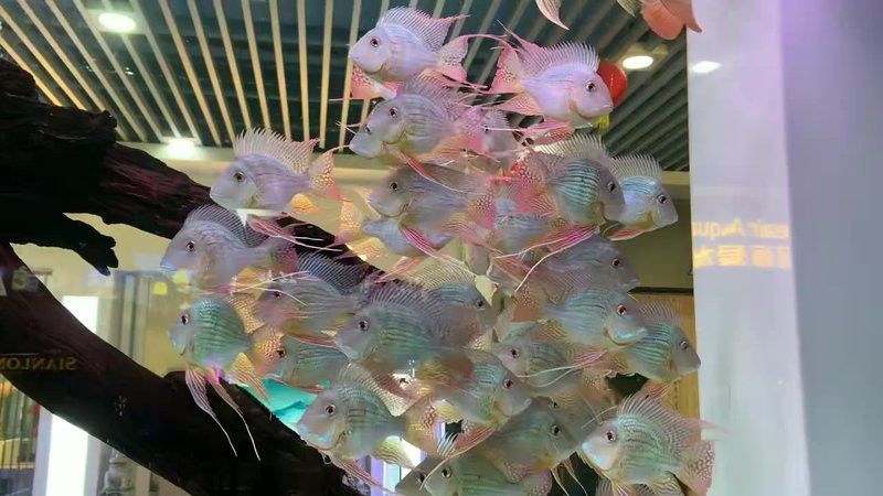 古典金龍魚和祥龍魚的飼養難度如何？