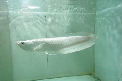 龍魚疾病圖解圖片欣賞：關于龍魚疾病的圖解圖片欣賞