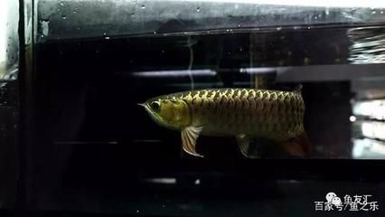 龍魚只吃飼料怎么辦：\"龍魚只吃飼料怎么辦\"龍魚只吃飼料怎么辦