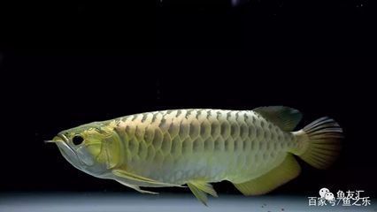 龍魚只吃飼料怎么辦：\"龍魚只吃飼料怎么辦\"龍魚只吃飼料怎么辦