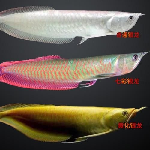 赤瞳黃龍魚圖片大全