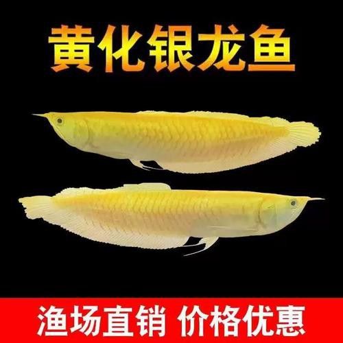 赤瞳黃龍魚圖片大全