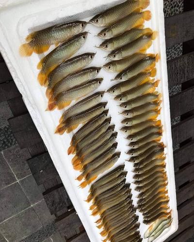 赤瞳黃龍魚圖片大全
