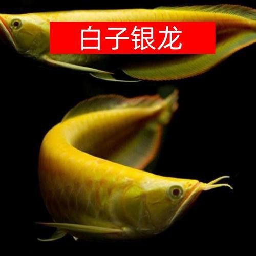 赤瞳黃龍魚圖片大全