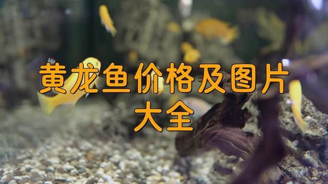 赤瞳黃龍魚圖片大全