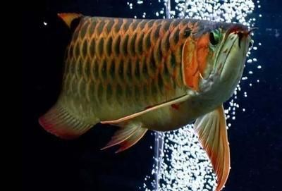 龍魚進貨渠道是什么：龍魚批發市場挑選技巧 龍魚進貨渠道是什么：龍魚批發市場挑選技巧 龍魚百科 第5張