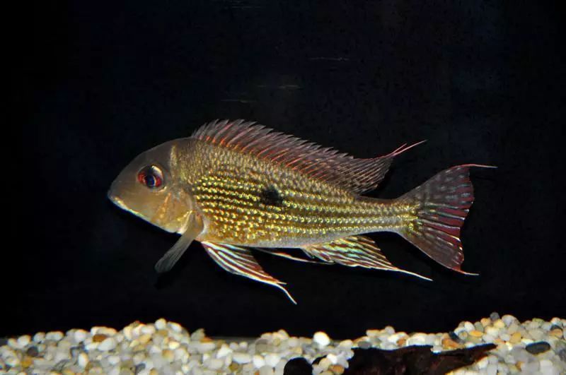 紅龍魚燈光的擺放問題