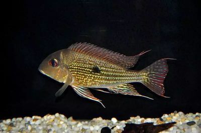 紅龍魚燈光的擺放問題