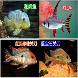 紅龍魚燈光的擺放問題