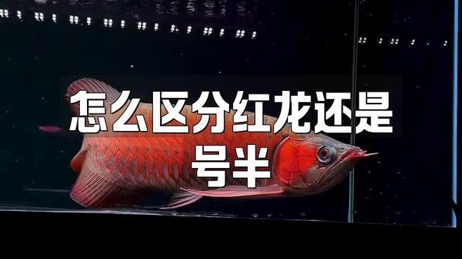如何判斷號半龍魚是否成熟？ 如何判斷號半龍魚是否成熟？ 龍魚百科 第2張