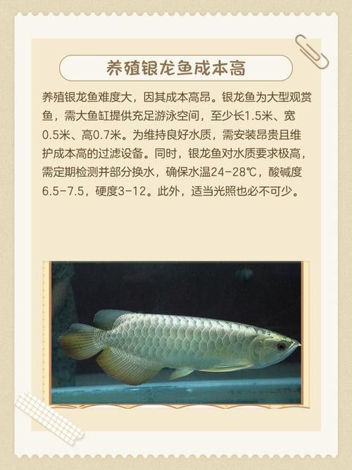 白玉龍魚圖片高清大圖