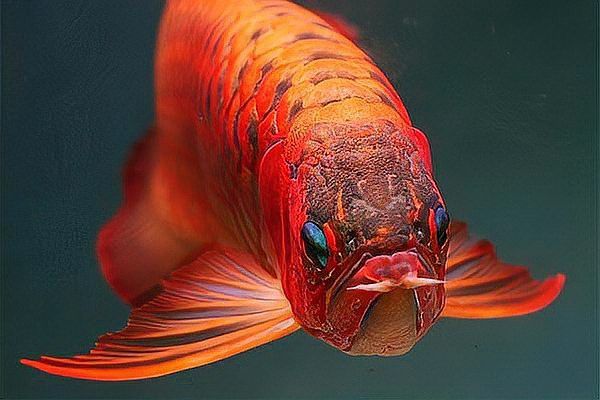 白玉龍魚圖片高清大圖