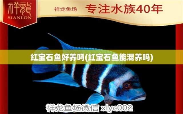 七紋巨鯉魚繁殖溫度控制，