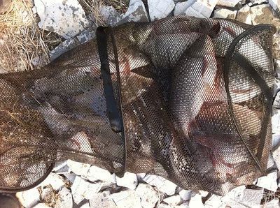 龍魚釣點：《奧比島手游》龍魚的釣點分布情況 龍魚釣點：《奧比島手游》龍魚的釣點分布情況 龍魚百科 第3張