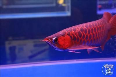 極品龍魚價格多少錢一條（世界級極品紅龍魚身價八十八萬元，龍魚多少錢一條） 極品龍魚價格多少錢一條（世界級極品紅龍魚身價八十八萬元，龍魚多少錢一條） 龍魚百科 第2張