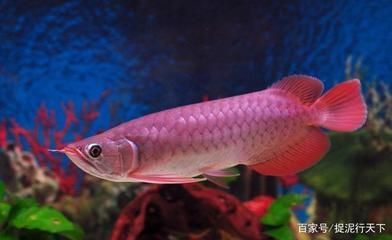 最值錢的龍魚排名前十名：市場上最值錢的龍魚排名前十名 最值錢的龍魚排名前十名：市場上最值錢的龍魚排名前十名 龍魚百科 第1張